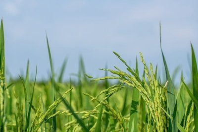 作物生产技术图片