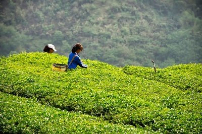 茶叶生产与加工图片